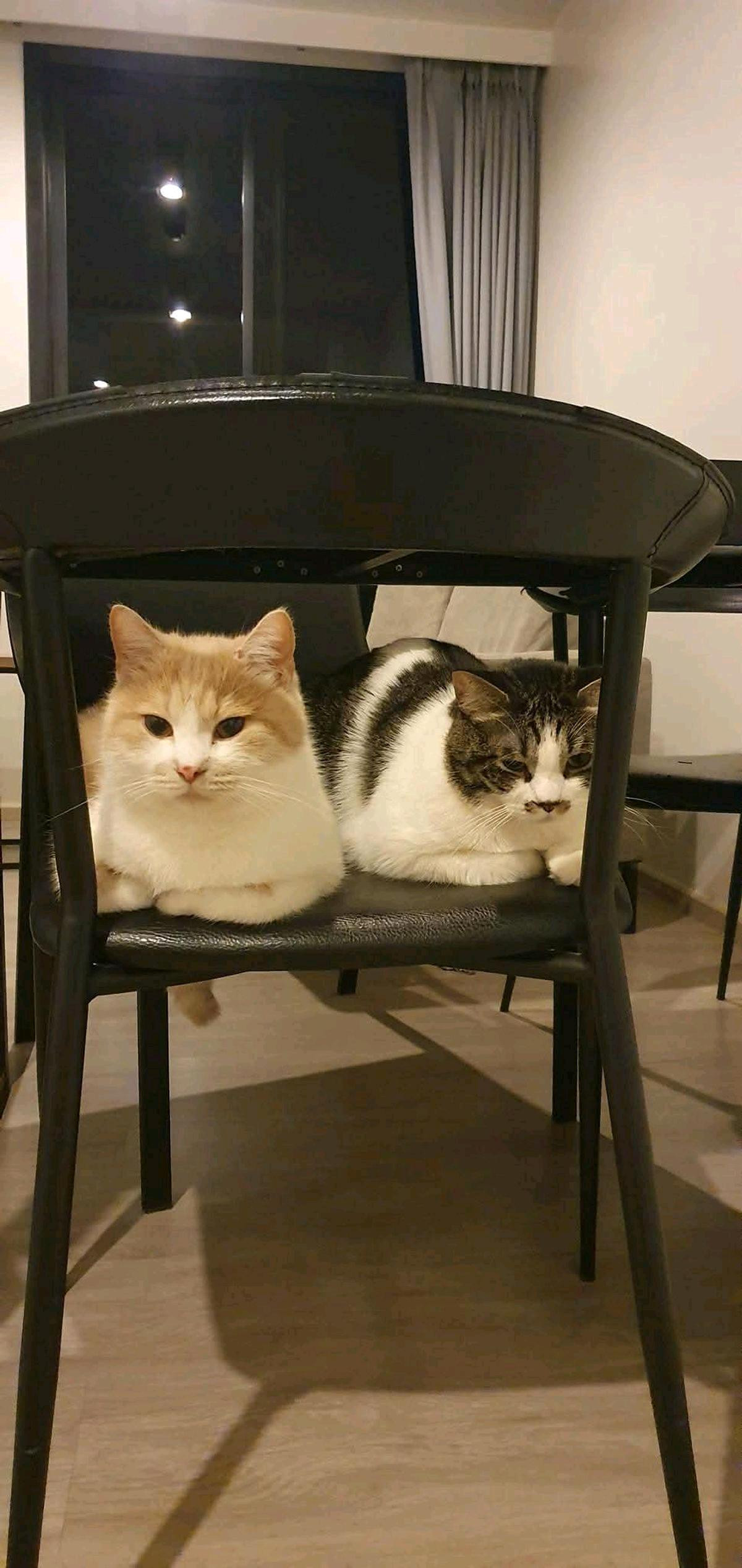 ให้เช่าคอนโดวิทยุ ชิดลม หลังสวน : 🐱🐶Renovated One Bedroom with new Furnitures🐶🐱