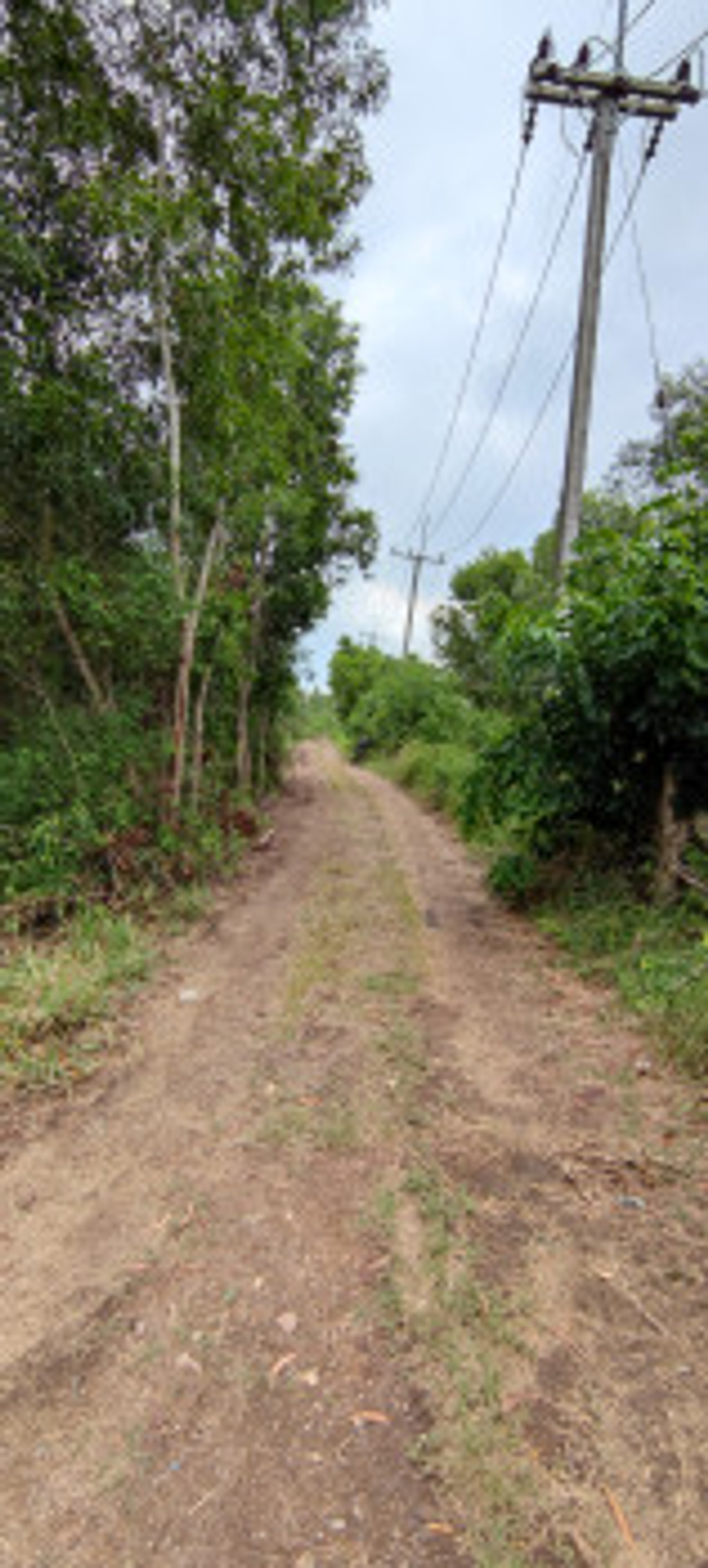 ขายที่ดินปทุมธานี รังสิต ธรรมศาสตร์ : ขาย ที่ดิน 2 ไร่ คลอง 14 หนองเสือ ปทุมธานี ใกล้ถนนเลียบคลอง 14 เจ้าของขายเอง