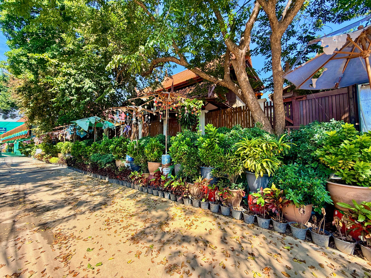 ให้เช่าบ้านอยุธยา : ให้เช่า บ้านทรงไทยริมแม่น้ำเจ้าพระยา อ.เมือง อยุธยา