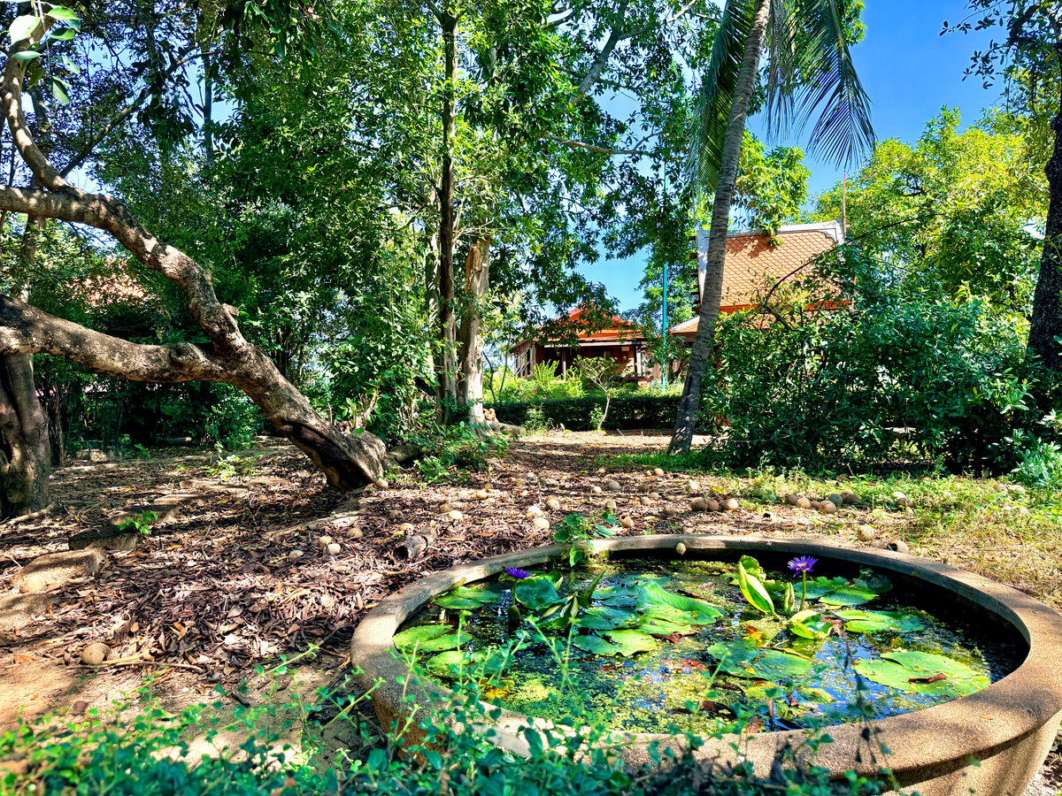 ให้เช่าบ้านอยุธยา : ให้เช่า บ้านทรงไทยริมแม่น้ำเจ้าพระยา อ.เมือง อยุธยา