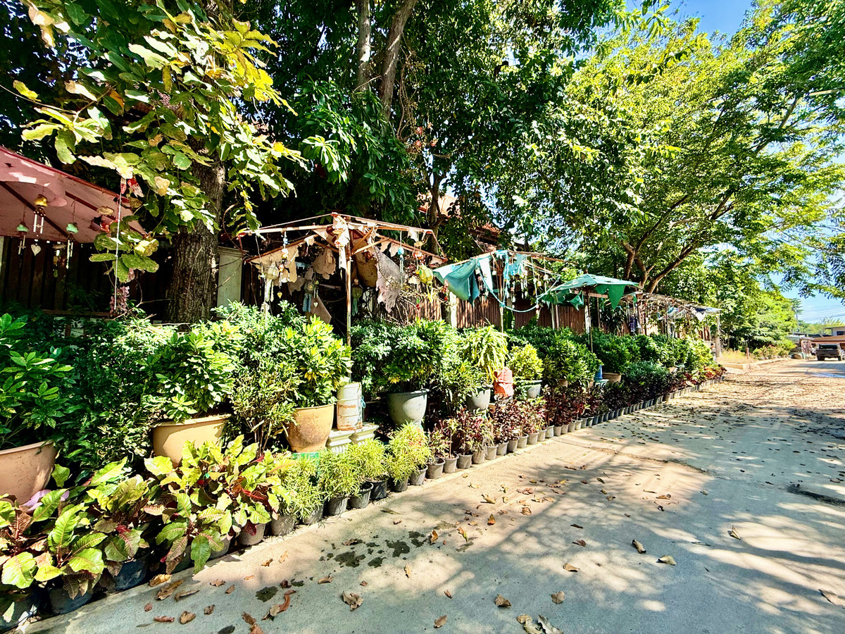 ให้เช่าบ้านอยุธยา : ให้เช่า บ้านทรงไทยริมแม่น้ำเจ้าพระยา อ.เมือง อยุธยา