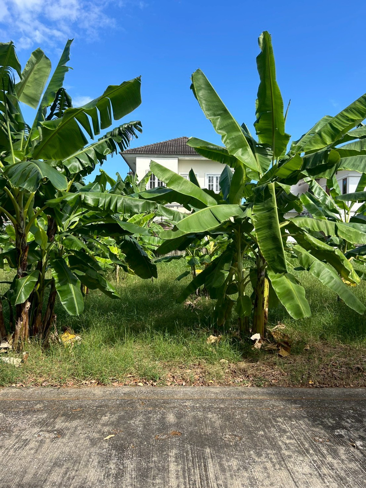 ขายที่ดินปทุมธานี รังสิต ธรรมศาสตร์ : ขายที่ดินราคาถูก ต่ำกว่าราคาประเมินราชการ ที่ดินถมแล้ว 70 ตรว. ในหมู่บ้าน มณีรินทร์ เลค & ลากูน ต.บ้านกลาง อ.เมืองปทุมธานี จ.ปทุมธานี ราคา 1,855,000 บาท