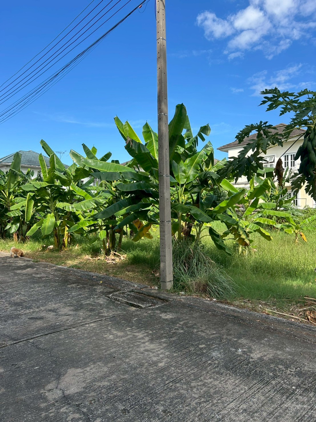 ขายที่ดินปทุมธานี รังสิต ธรรมศาสตร์ : ขายที่ดินราคาถูก ต่ำกว่าราคาประเมินราชการ ที่ดินถมแล้ว 70 ตรว. ในหมู่บ้าน มณีรินทร์ เลค & ลากูน ต.บ้านกลาง อ.เมืองปทุมธานี จ.ปทุมธานี ราคา 1,855,000 บาท