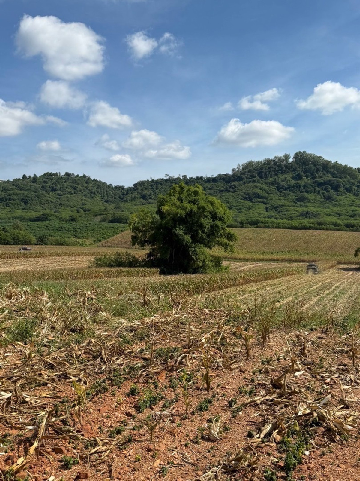 ขายที่ดินปากช่อง เขาใหญ่ : ขายที่ดินเขาใหญ่  ใกล้โรงแรมศาลาเขาใหญ่ 