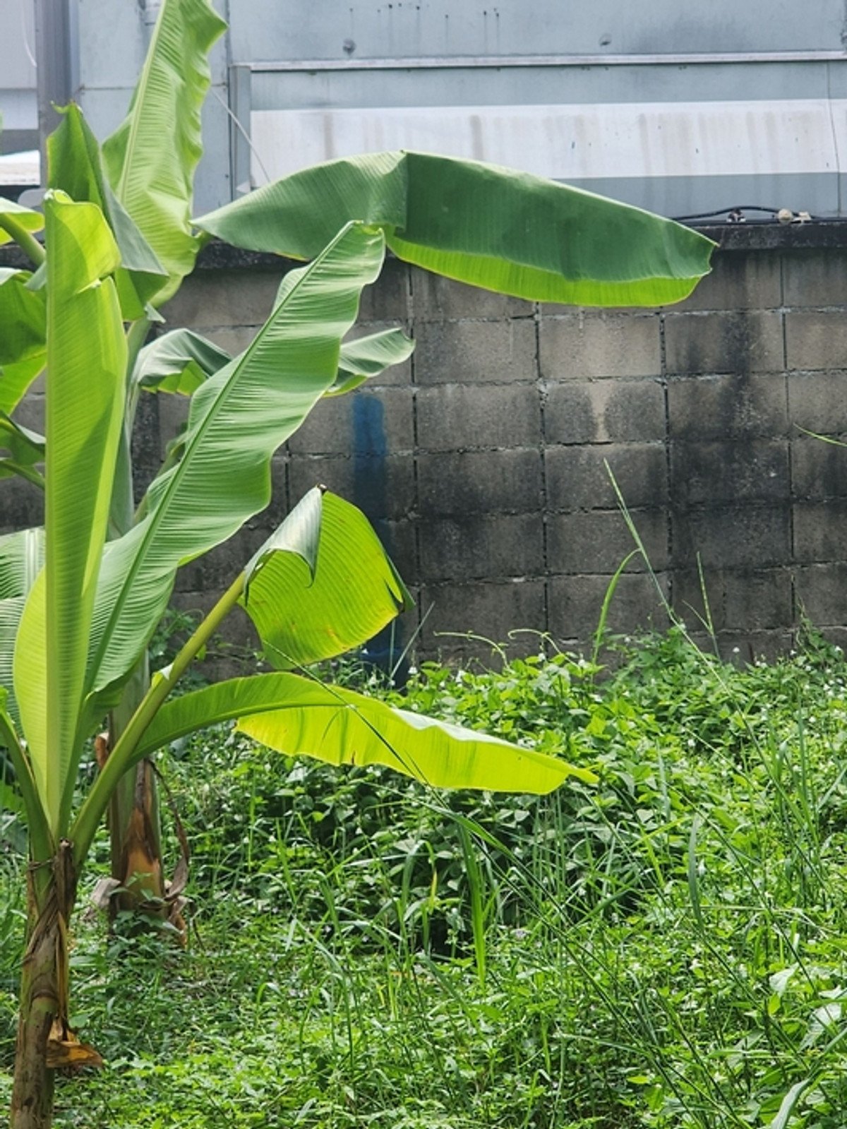 For RentLandBang kae, Phetkasem : Land for rent, size 2-1-07 rai, corner plot, Kanchanaphisek Soi 4, only 100 meters into the alley, width 48 meters, near The Mall Bang Khae, MRT Lak Song.