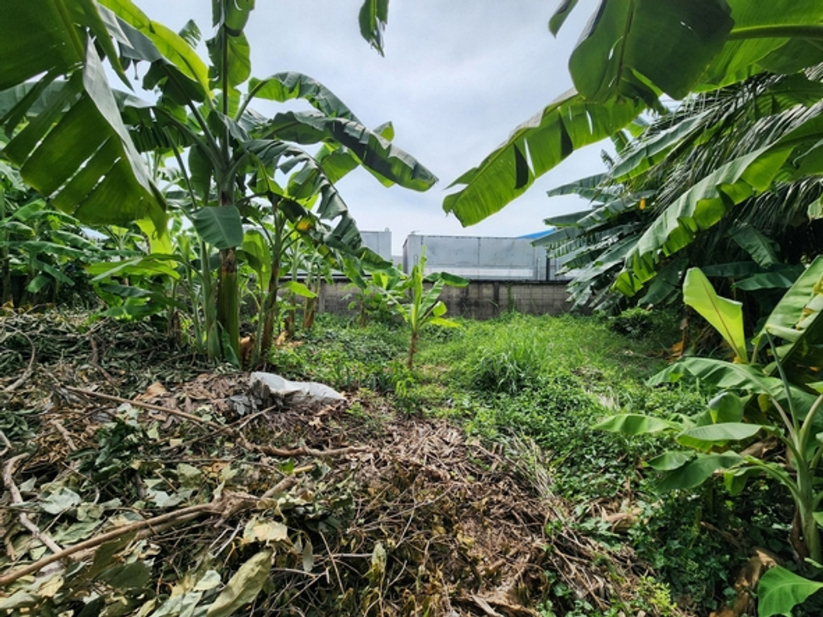 For RentLandBang kae, Phetkasem : Land for rent, size 2-1-07 rai, corner plot, Kanchanaphisek Soi 4, only 100 meters into the alley, width 48 meters, near The Mall Bang Khae, MRT Lak Song.