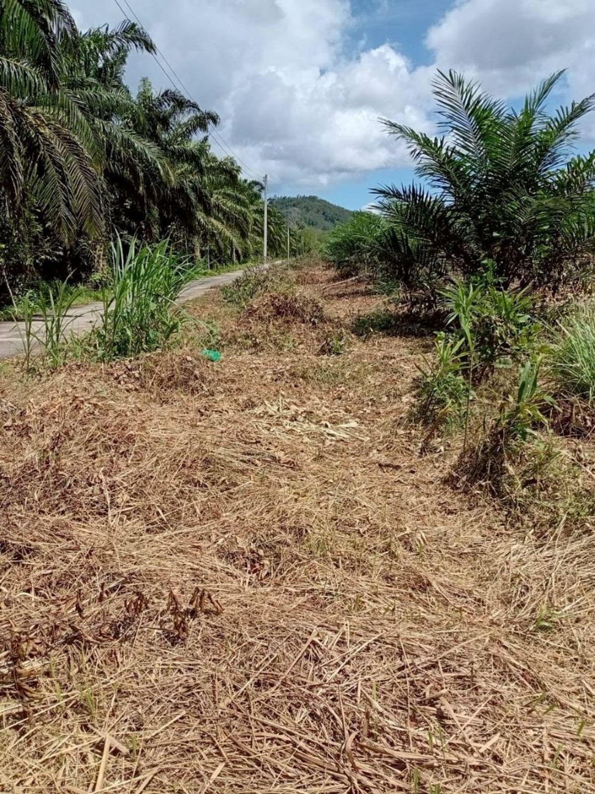 ขายที่ดินพังงา : ขายที่ดินพร้อมสวนปาล์ม ทำเลทอง 26 ไร่ 97.1 ตร.ว. อ.เมืองพังงา หลังการยางแห่งประเทศไทย จ.พังงา