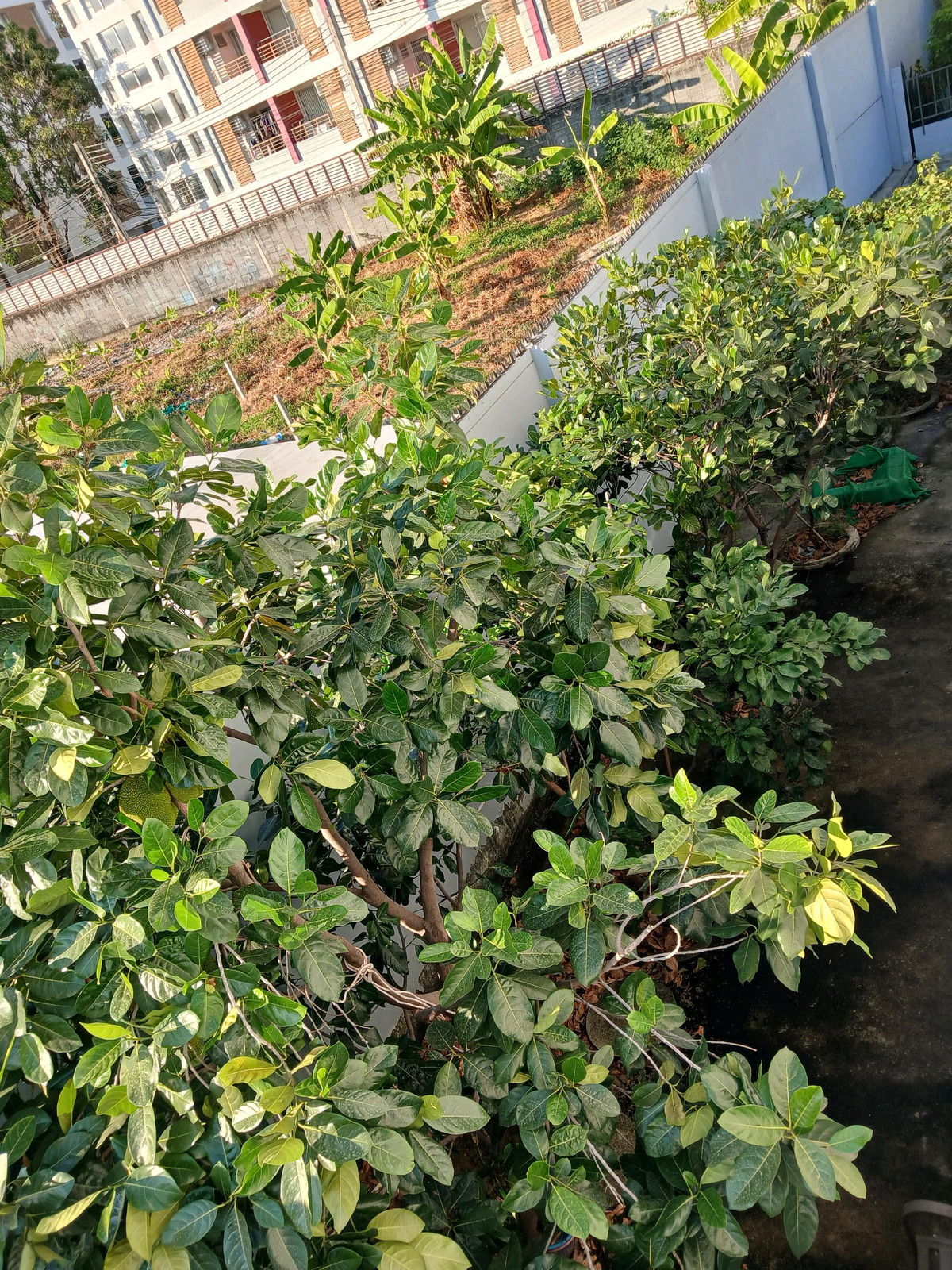 ให้เช่าทาวน์โฮมบางนา แบริ่ง ลาซาล : 🚩🌟🍀 ให้เช่า อินดี้ บางนา-รามคำแหง2 ทาวน์โฮมพรีเมียมเกรด หลังริม ตั้งบนทำเลศักยภาพ เดินทางง่าย ใกล้รถไฟฟ้า และรายล้อมไปด้วยสิ่งอำนวยควมสะดวกมากมาย ห้างใหญ่ ถนนใหญ่ ใกล้ทางด่วน✅ 