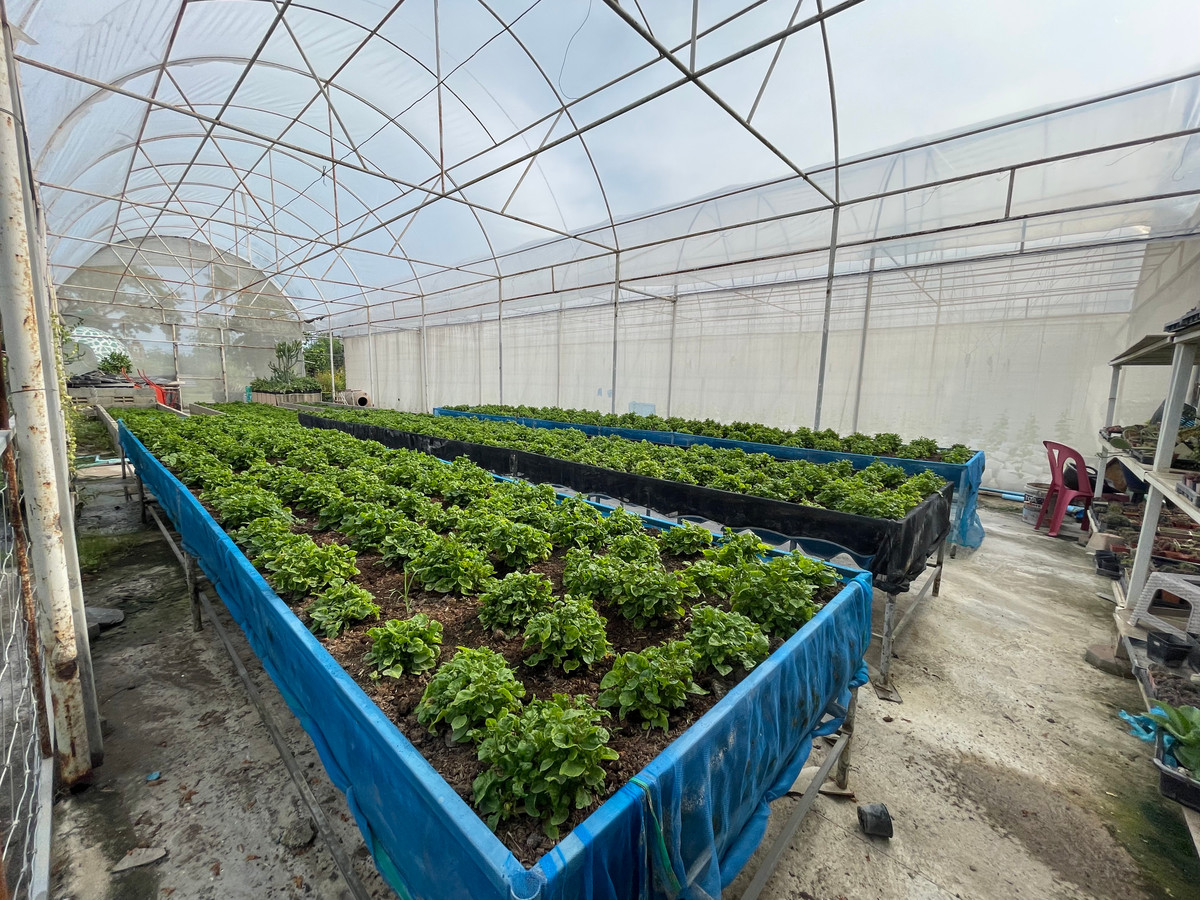 ขายร้านค้า/ตลาดนัดพุทธมณฑล ศาลายา : ขายไร่เหมือนจันทร์ ที่ดินทวีวัฒนา พร้อมสิ่งปลูกสร้าง คาเฟ่ ร้านอาหาร โรงเรือนปลูกผัก #ที่ดินทวีวัฒนา