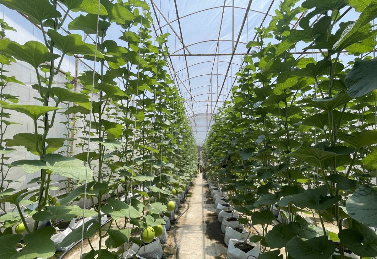 ขายร้านค้า/ตลาดนัดพุทธมณฑล ศาลายา : ขายไร่เหมือนจันทร์ ที่ดินทวีวัฒนา พร้อมสิ่งปลูกสร้าง คาเฟ่ ร้านอาหาร โรงเรือนปลูกผัก #ที่ดินทวีวัฒนา