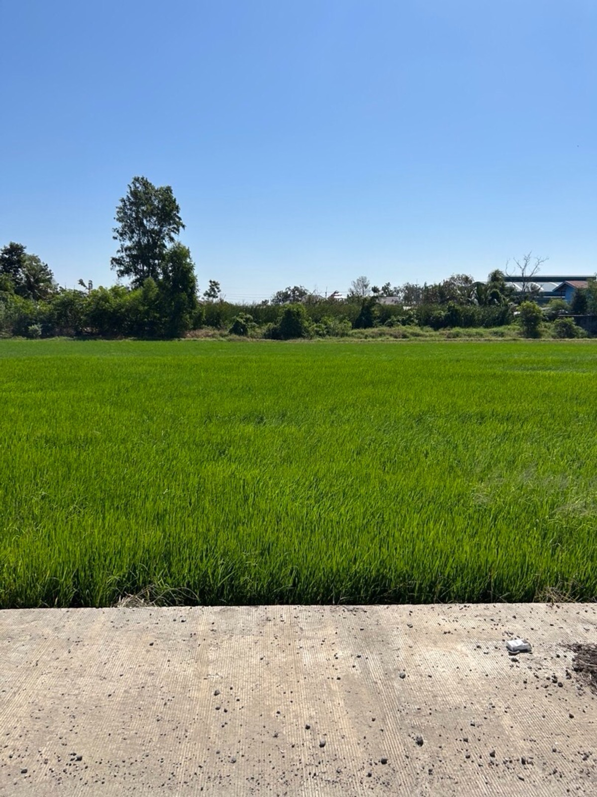 For SaleLandChachoengsao : Land for sale urgently, purple area, building a factory, near Pongphon Market, Chachoengsao.