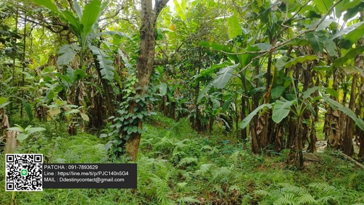 ขายที่ดินนนทบุรี บางใหญ่ บางบัวทอง : ขายด่วน! ที่ดินสวนผลไม้ ราคาถูกมาก ซอยไทรม้า เมืองนนทบุรี เหมาะสำหรับนักลงทุน หรือผู้ที่มองหาพื้นที่สีเขียวในเมือง