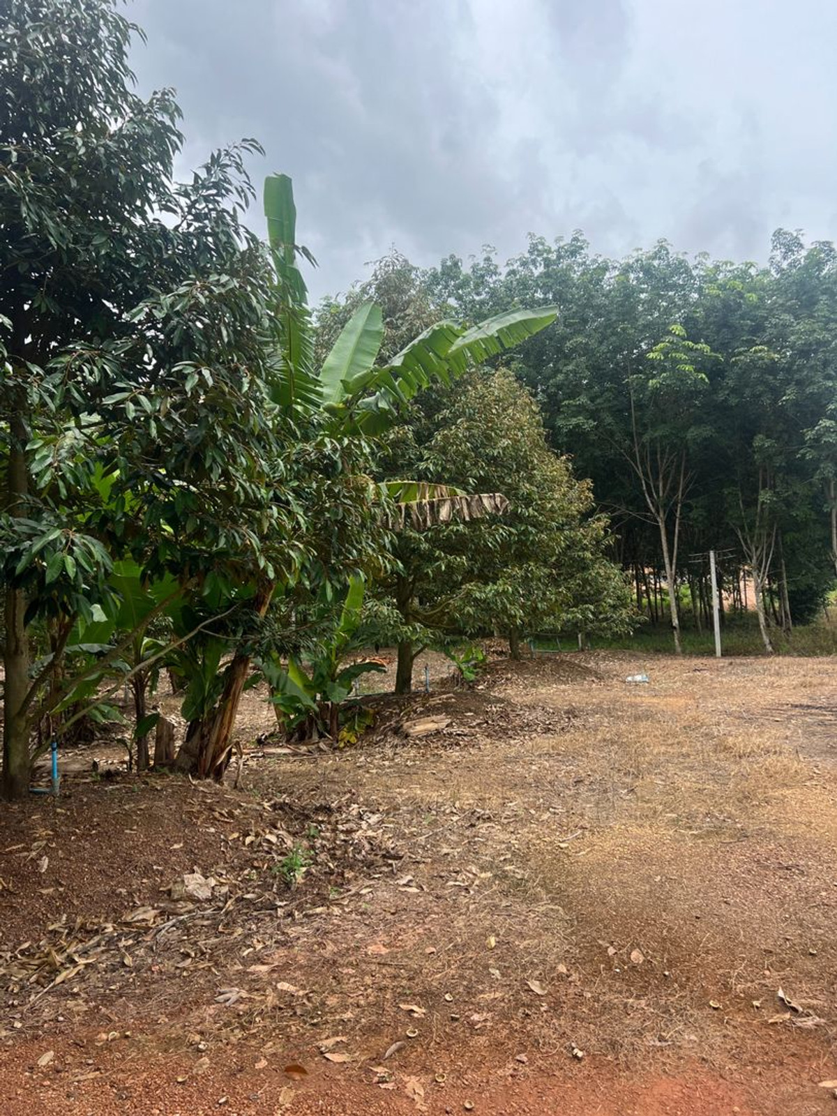 ขายที่ดินระยอง : ขายสวนทุเรียน ทำเลทอง ติดถนน อำเภอวังจันทร์ จังหวัดระยอง