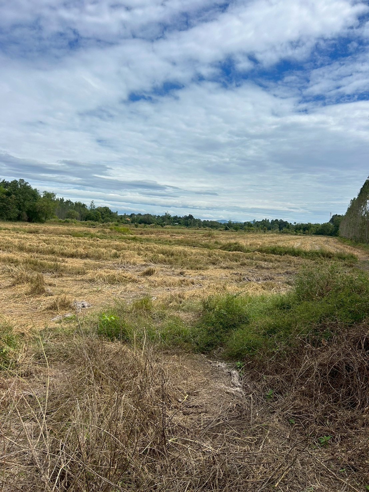 ขายที่ดินปราจีนบุรี : ขายที่ดินเปล่า 21-0-31 ไร่ ติดถนนสุวรรณเกสร ต.โพธิ์งาม อ.ประจันตคาม จ.ปราจีนบุรี ราคา 22,000,000 บาท