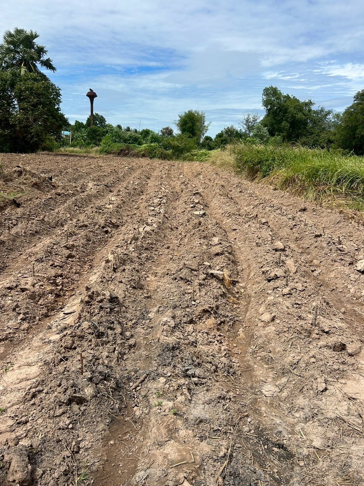 ขายที่ดินปราจีนบุรี : ขายที่ดินเปล่า 21-0-31 ไร่ ติดถนนสุวรรณเกสร ต.โพธิ์งาม อ.ประจันตคาม จ.ปราจีนบุรี ราคา 22,000,000 บาท
