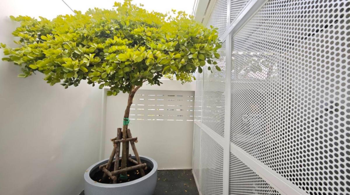 ขายทาวน์โฮมลาดพร้าว เซ็นทรัลลาดพร้าว : 19/02/2026, บ้านใหม่ลาดพร้าว 3 นอน 3 น้ำ พร้อมเฟอร์ครบ หัวใจกลางเมือง เดินทางสะดวก ใกล้ BTS เริ่ม 4.99 ล้าน