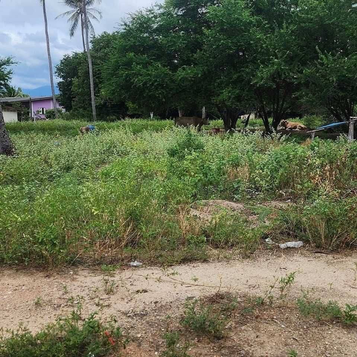 ขายที่ดินหัวหิน ประจวบคีรีขันธ์ : ขายที่ดินติดทะเล ประจวบคีรีขันธ์ หน้าหาดยาว 85 เมตร น้ำใส ทรายขาว ศักยภาพพัฒนาโครงการชายฝั่ง