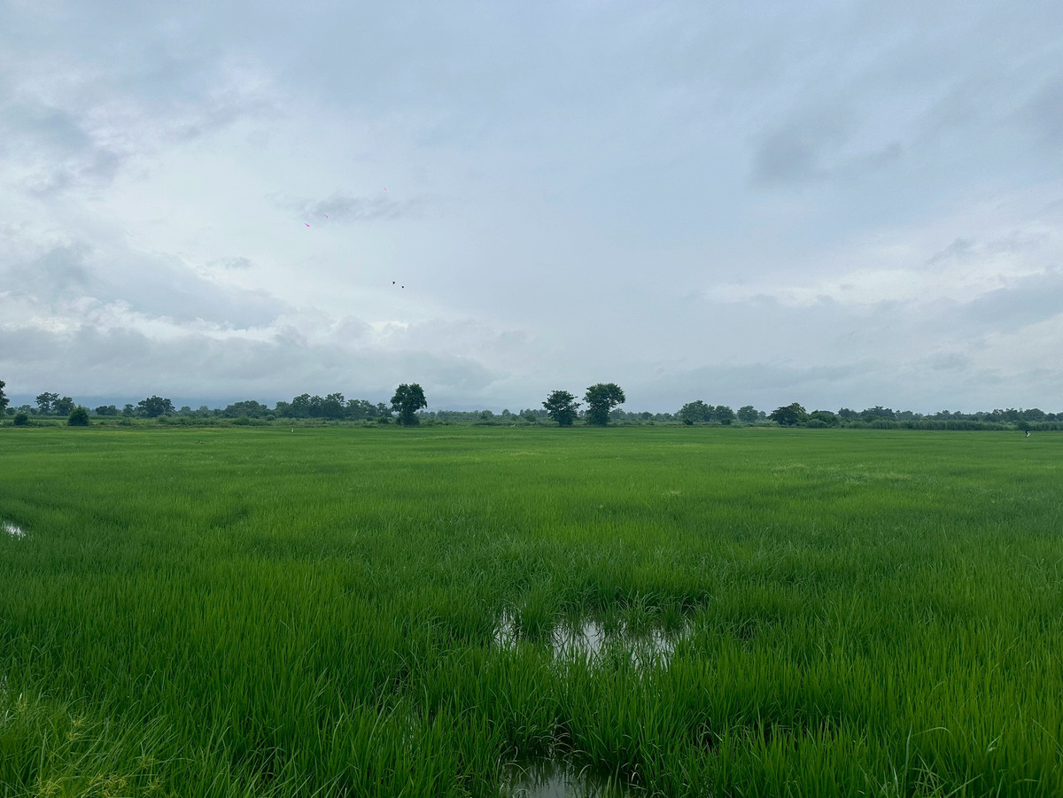 ขายที่ดินเชียงราย : ขายที่ดินเปล่า เพื่อการเกษตร ติดลำคลองสาธารณะ  13ไร่ 170ตารางวา (ตารางวาละ 650 บาท)