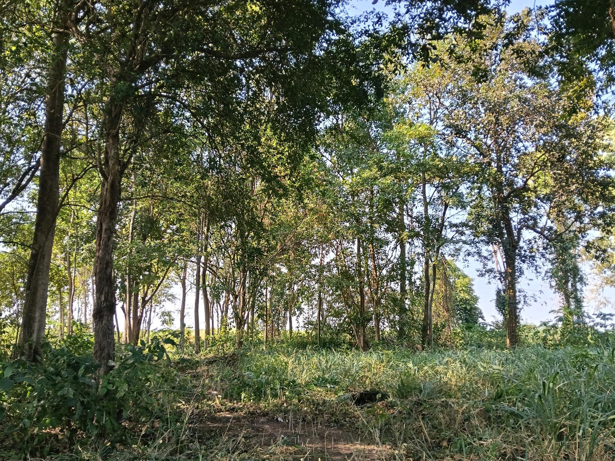For SaleLandRatchaburi : Its good to have mushrooms in the rainy season.