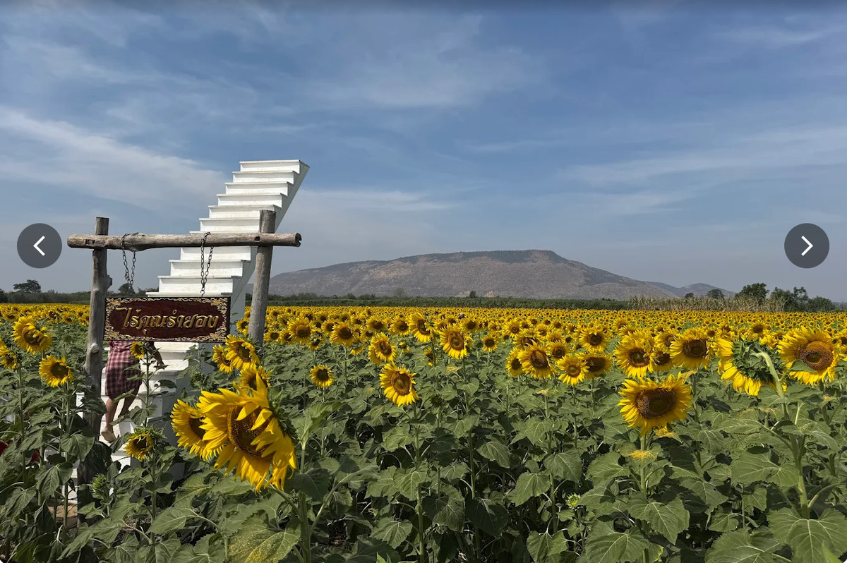 For SaleLandLop Buri : #Land Phatthana Nikhom #next to highway 2007 #Near Pa Sak Dam #Wang Kan Lueang Garden #sunflower field #WeekendRetreat #Profit since purchase