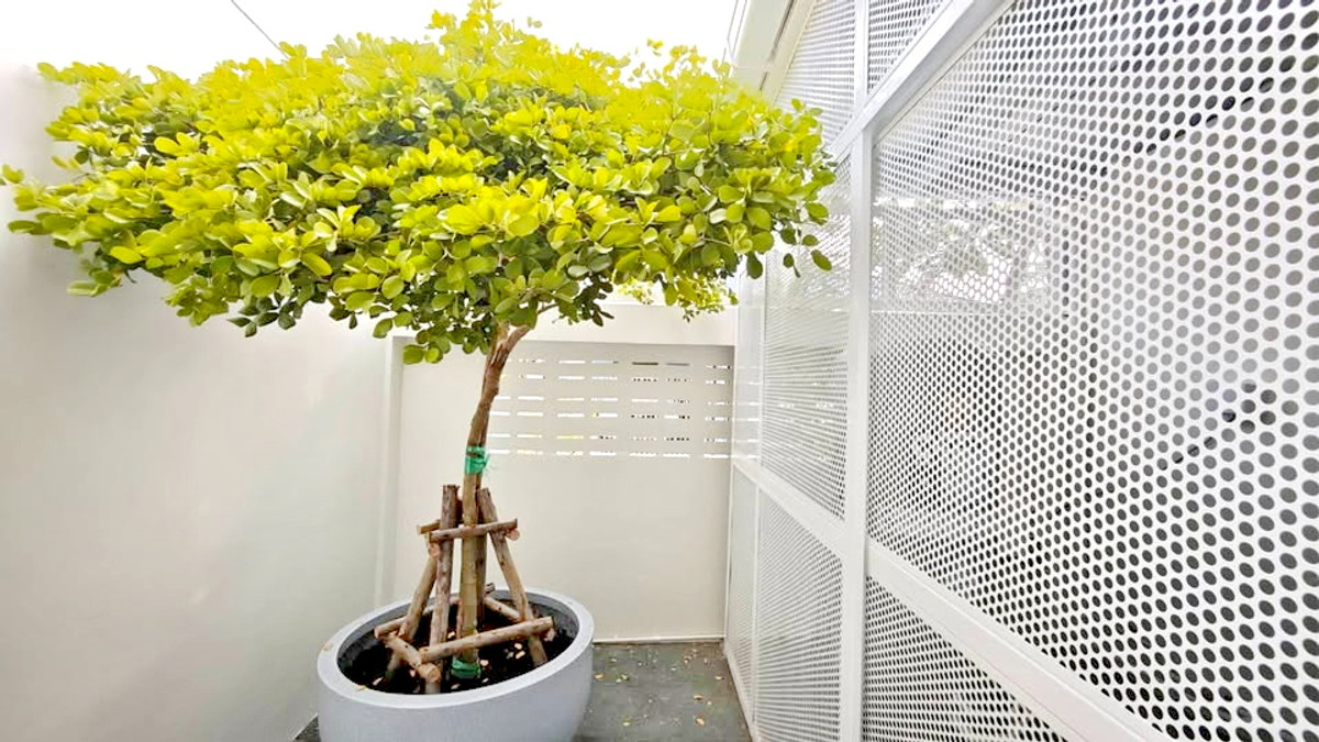 ขายทาวน์โฮมโชคชัย4 ลาดพร้าว71 : H0795♛♚ทาวน์เฮ้าส์ 3 ห้องนอน ให้เช่า𝓼ขาย⚝โชคชัย 4♜MRT โชคชัย 4∞099-5919653,065-9423251▚Line@sureresidence