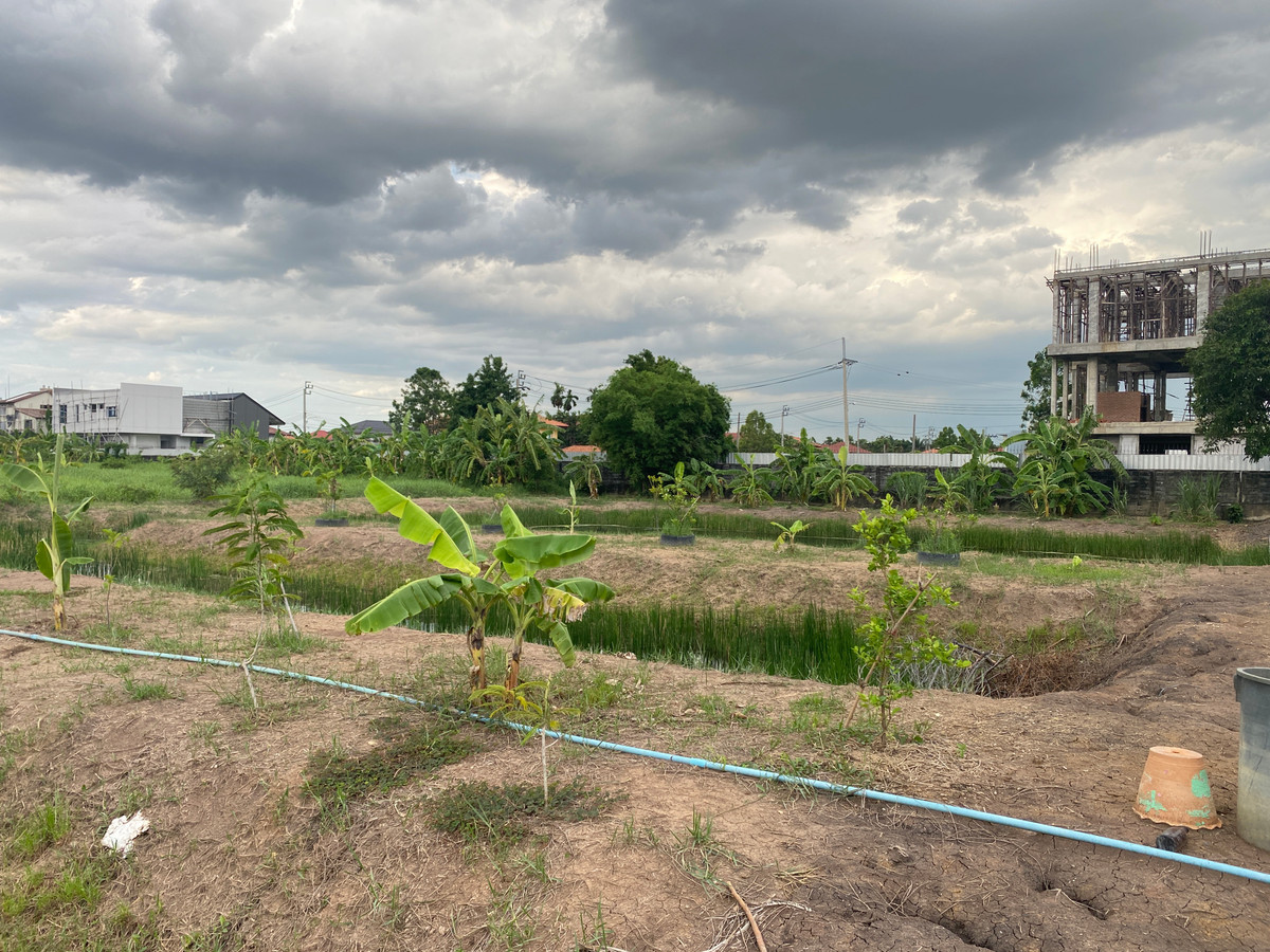 ขายที่ดินวิภาวดี ดอนเมือง หลักสี่ : ขายที่ดินเปล่า 745 ตร.ว. ซ.เทิดราชัน 47 ดอนเมือง ทำเลทอง ติดถนนเทิดราชัน