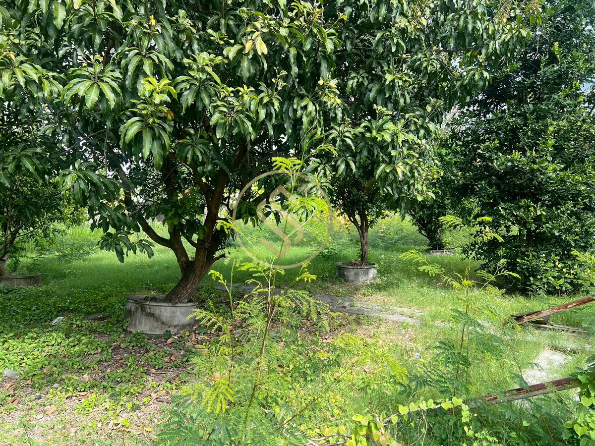 ให้เช่าที่ดินสะพานควาย จตุจักร : ให้เช่าที่ดินในซอยอาลาดิน พหลโยธิน30 ใกล้ บีทีเอสรัชโยธิน 198 ตารางวา 35,000 บาท