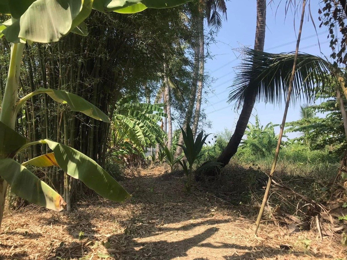 ที่ดินพุทธมณฑล ศาลายา : ขายที่ดิน 155 ตารางวา ติดถนนสามแยกไฟฉาย - พุทธมณฑลสาย4 