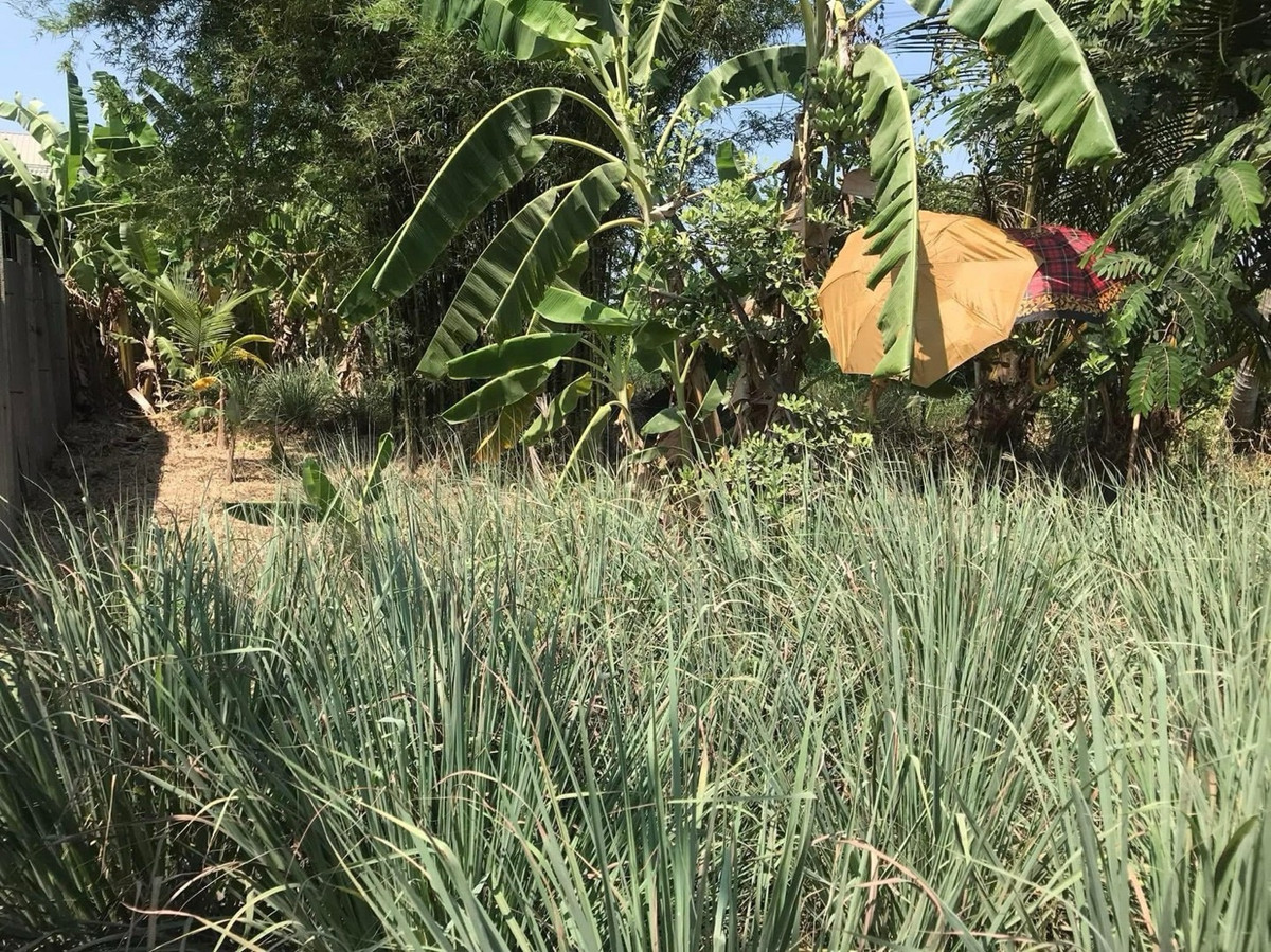 ที่ดินพุทธมณฑล ศาลายา : ขายที่ดิน 155 ตารางวา ติดถนนสามแยกไฟฉาย - พุทธมณฑลสาย4 