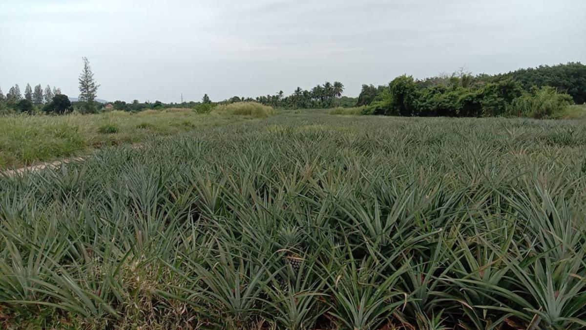 ขายที่ดินหัวหิน ประจวบคีรีขันธ์ : ขาย ที่ดิน 24-0 -50 ไร่  อ.เมืองประจวบคีรีขันธ์ จ.ประจวบคีรีขันธ์ CX-141786