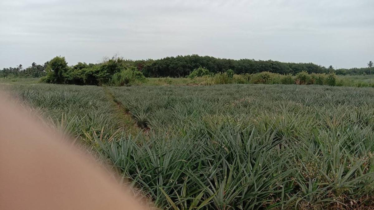 ขายที่ดินหัวหิน ประจวบคีรีขันธ์ : ขาย ที่ดิน 24-0 -50 ไร่  อ.เมืองประจวบคีรีขันธ์ จ.ประจวบคีรีขันธ์ CX-141786