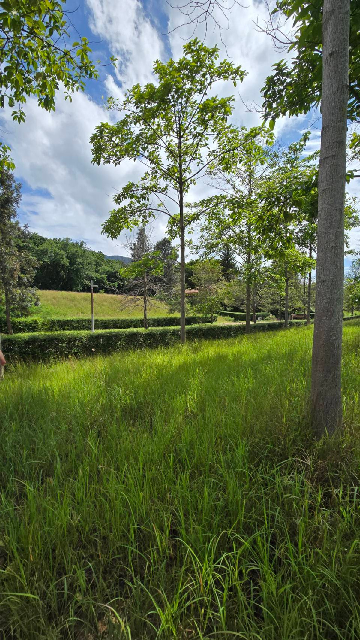 For SaleLandPak Chong KhaoYai : Empty land in the Toscana Valley project, title deed, Red Garuda, 407 sq m, premium project in Khao Yai, on a hill, no flooding.