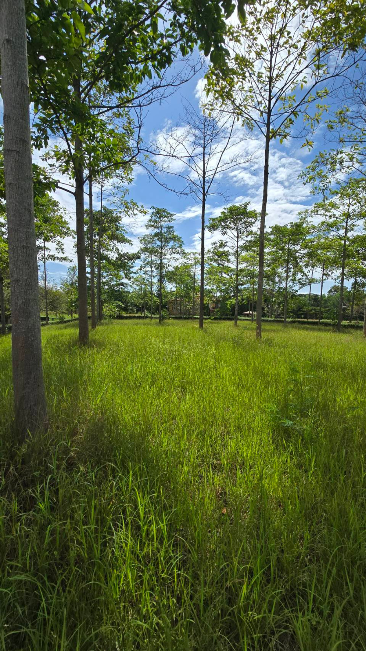 For SaleLandPak Chong KhaoYai : Empty land in the Toscana Valley project, title deed, Red Garuda, 407 sq m, premium project in Khao Yai, on a hill, no flooding.