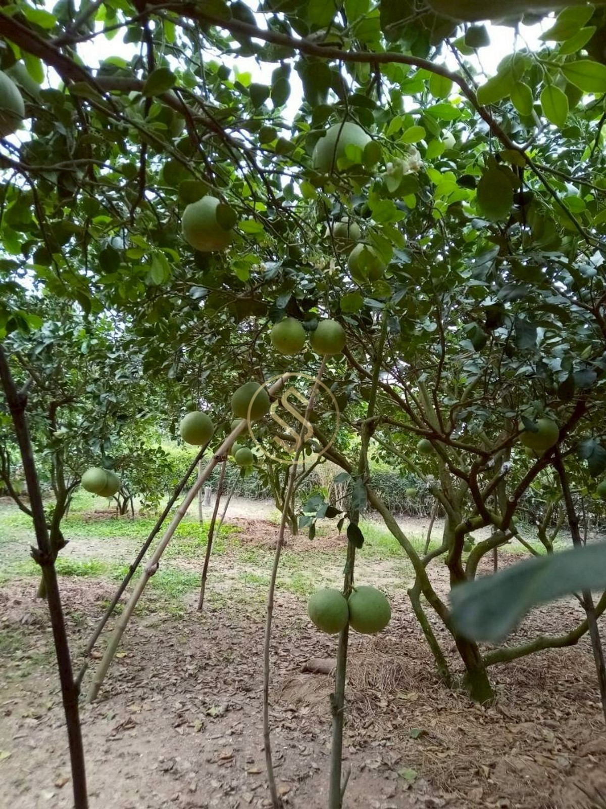 For SaleHouseChai Nat : Urgent sale, Baan Suan Som O, a fertile vacation home in Sankhaburi District. Chainat Province 4 rai 1 ngan, no flooding.