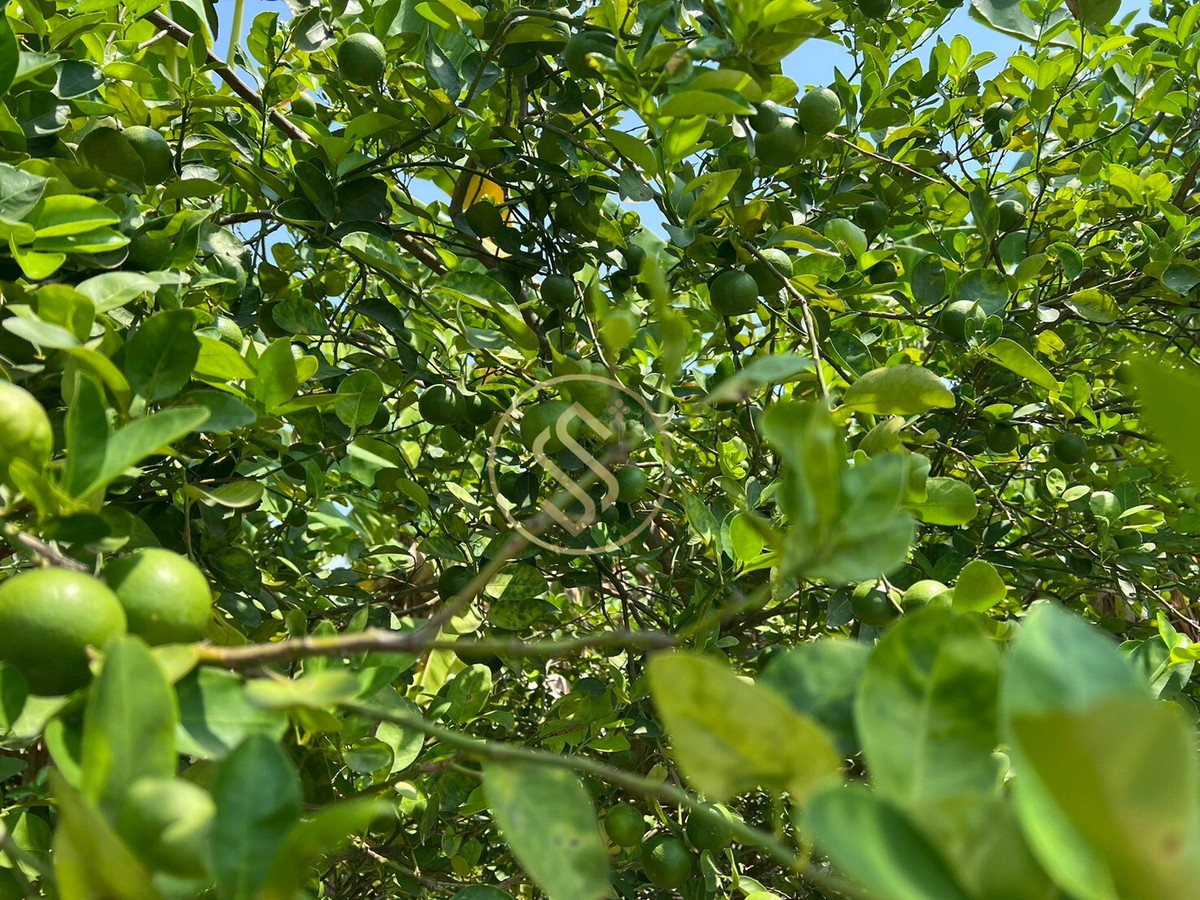 For SaleHouseChai Nat : Urgent sale, Baan Suan Som O, a fertile vacation home in Sankhaburi District. Chainat Province 4 rai 1 ngan, no flooding.