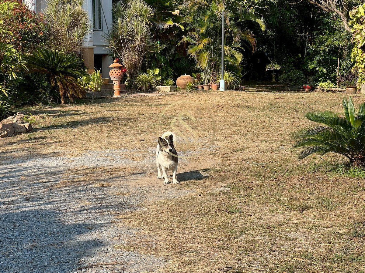 For SaleHouseChai Nat : Urgent sale, Baan Suan Som O, a fertile vacation home in Sankhaburi District. Chainat Province 4 rai 1 ngan, no flooding.