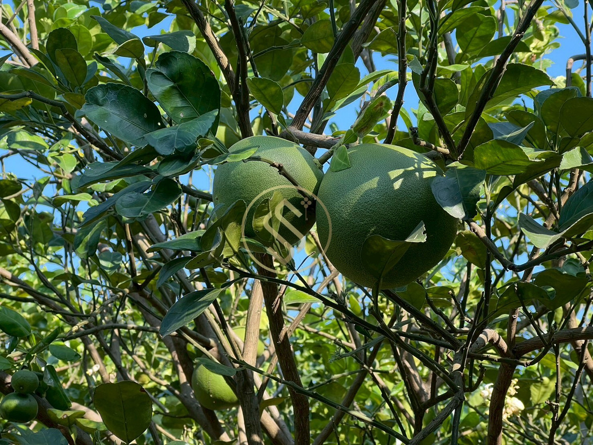 For SaleHouseChai Nat : Urgent sale, Baan Suan Som O, a fertile vacation home in Sankhaburi District. Chainat Province 4 rai 1 ngan, no flooding.