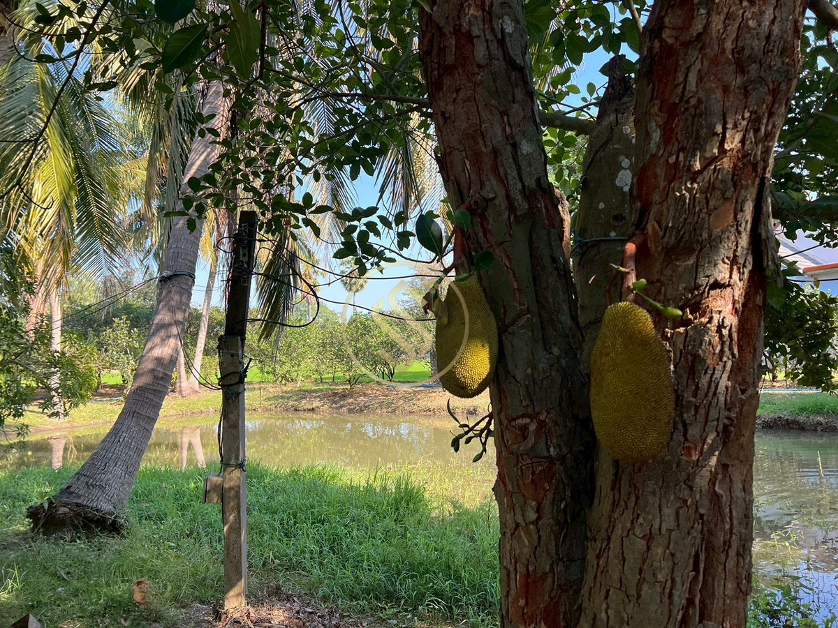 For SaleHouseChai Nat : Urgent sale, Baan Suan Som O, a fertile vacation home in Sankhaburi District. Chainat Province 4 rai 1 ngan, no flooding.