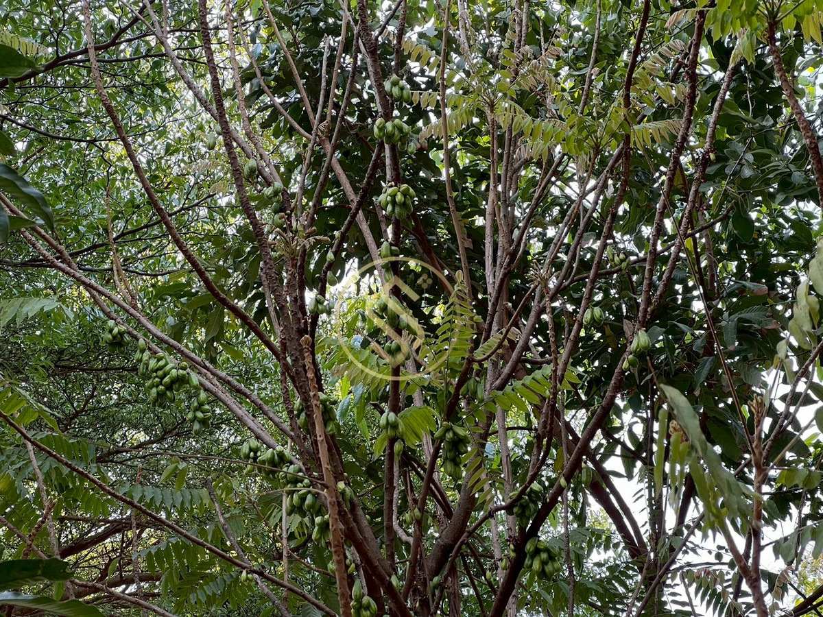 For SaleHouseChai Nat : Urgent sale, Baan Suan Som O, a fertile vacation home in Sankhaburi District. Chainat Province 4 rai 1 ngan, no flooding.