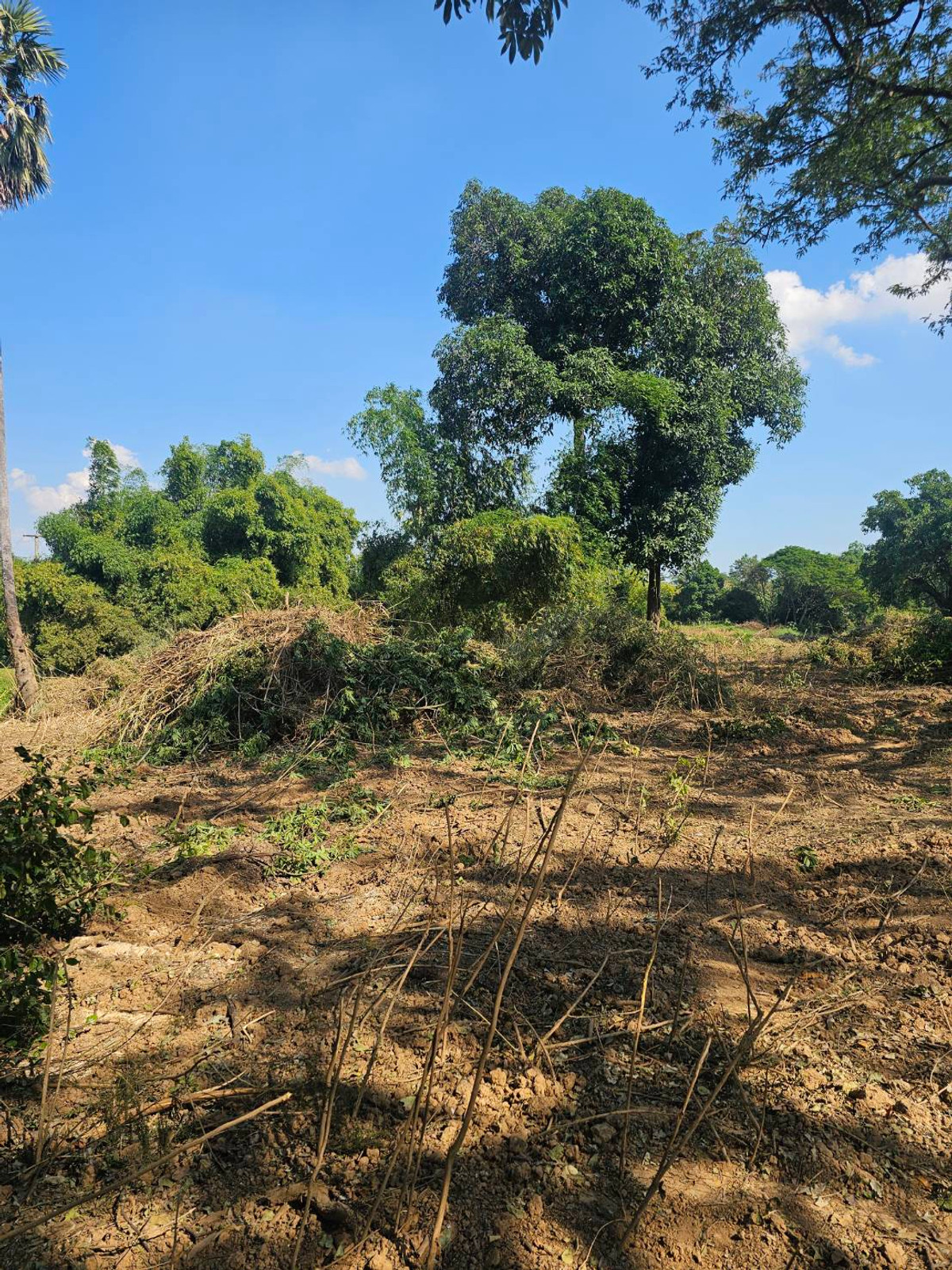 ขายที่ดินชัยนาท : ขายที่ดิน ตำบล วังไก่เถื่อน อ.หันคา ชัยนาท ติดคลอง