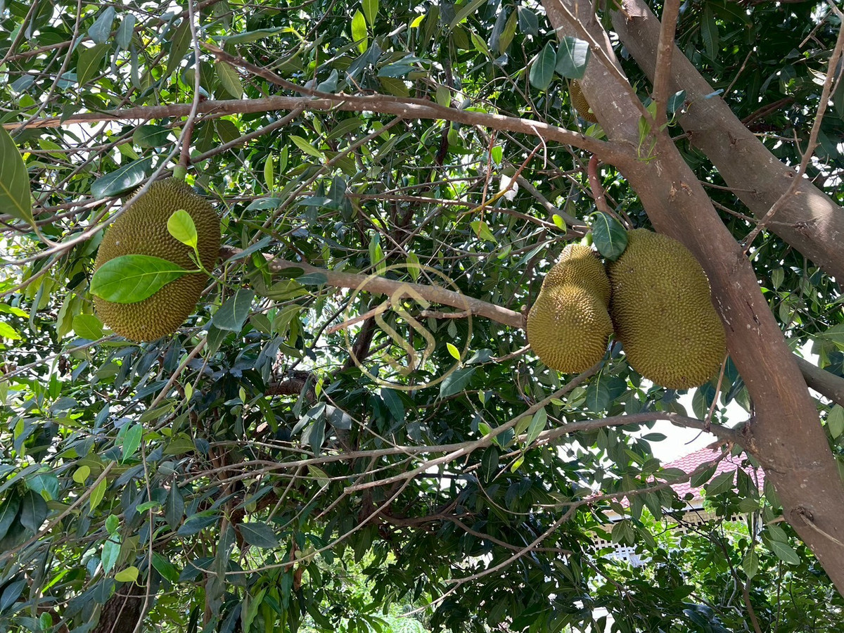 For SaleHouseChai Nat : Urgent sale, Baan Suan Som O, a fertile vacation home in Sankhaburi District. Chainat Province 4 rai 1 ngan, no flooding.