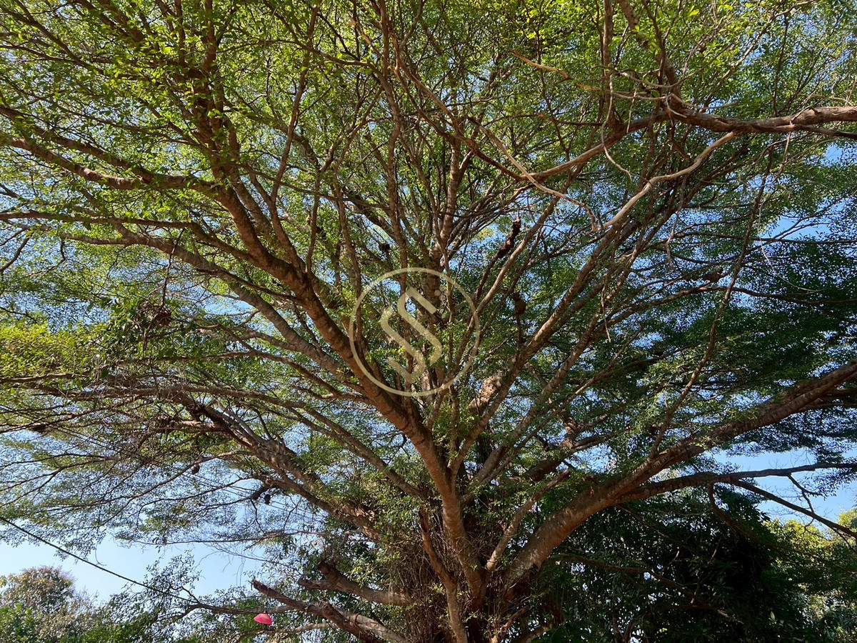 For SaleHouseChai Nat : Urgent sale, Baan Suan Som O, a fertile vacation home in Sankhaburi District. Chainat Province 4 rai 1 ngan, no flooding.