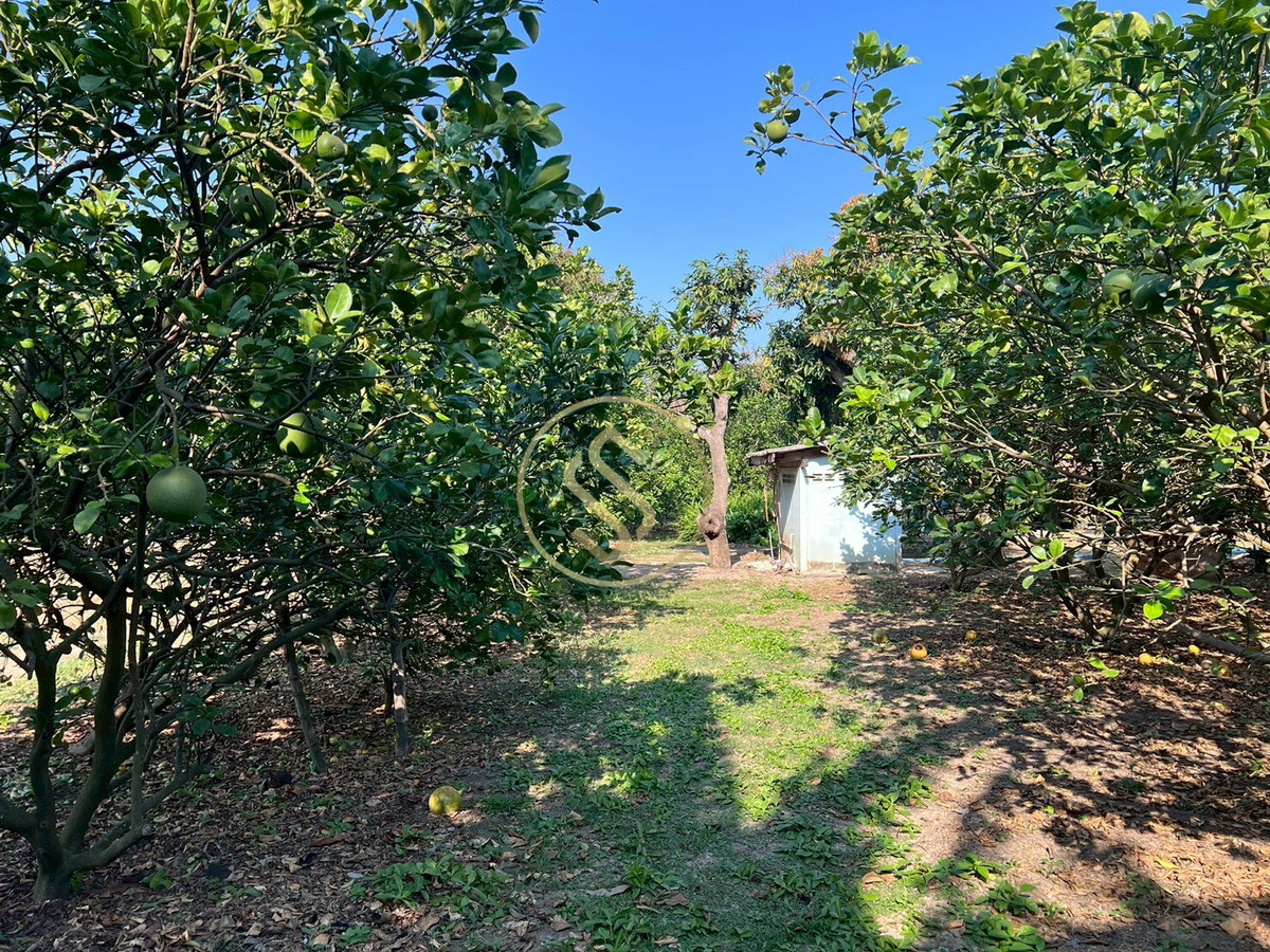 For SaleHouseChai Nat : Urgent sale, Baan Suan Som O, a fertile vacation home in Sankhaburi District. Chainat Province 4 rai 1 ngan, no flooding.