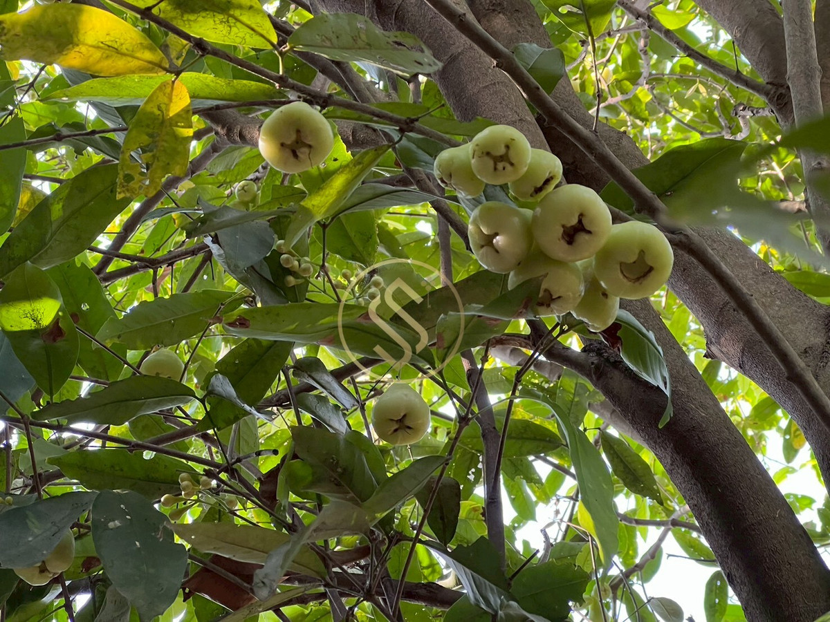 For SaleHouseChai Nat : Urgent sale, Baan Suan Som O, a fertile vacation home in Sankhaburi District. Chainat Province 4 rai 1 ngan, no flooding.