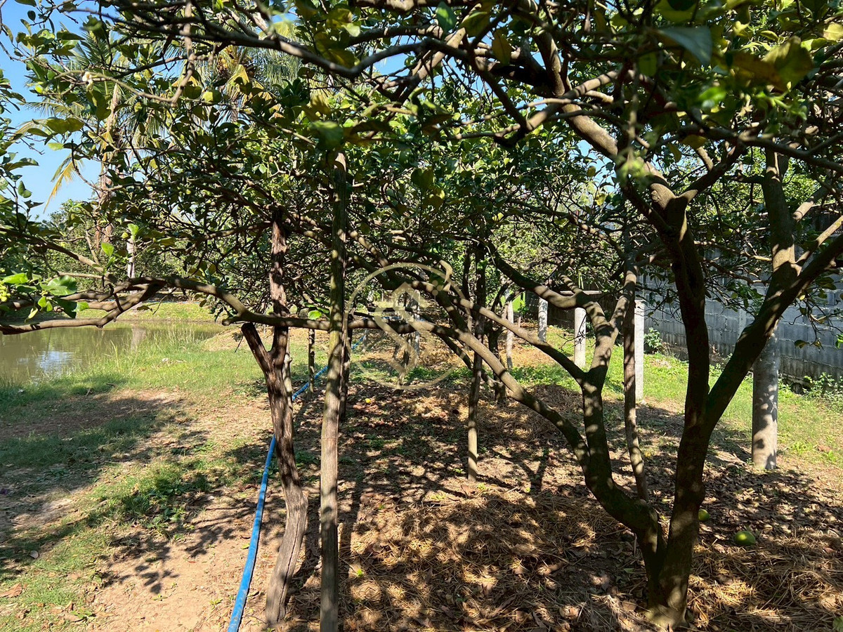 For SaleHouseChai Nat : Urgent sale, Baan Suan Som O, a fertile vacation home in Sankhaburi District. Chainat Province 4 rai 1 ngan, no flooding.