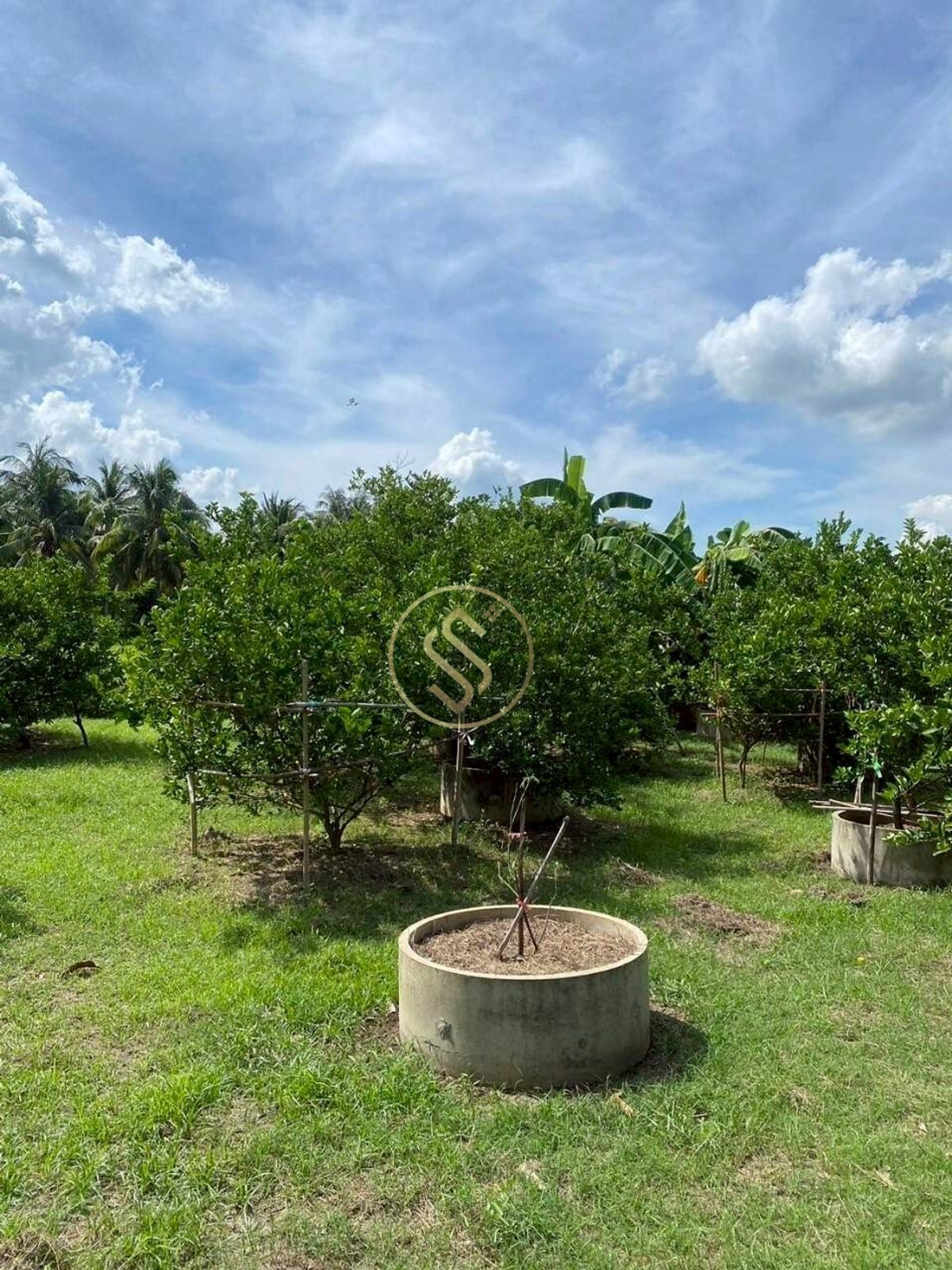 For SaleHouseChai Nat : Urgent sale, Baan Suan Som O, a fertile vacation home in Sankhaburi District. Chainat Province 4 rai 1 ngan, no flooding.