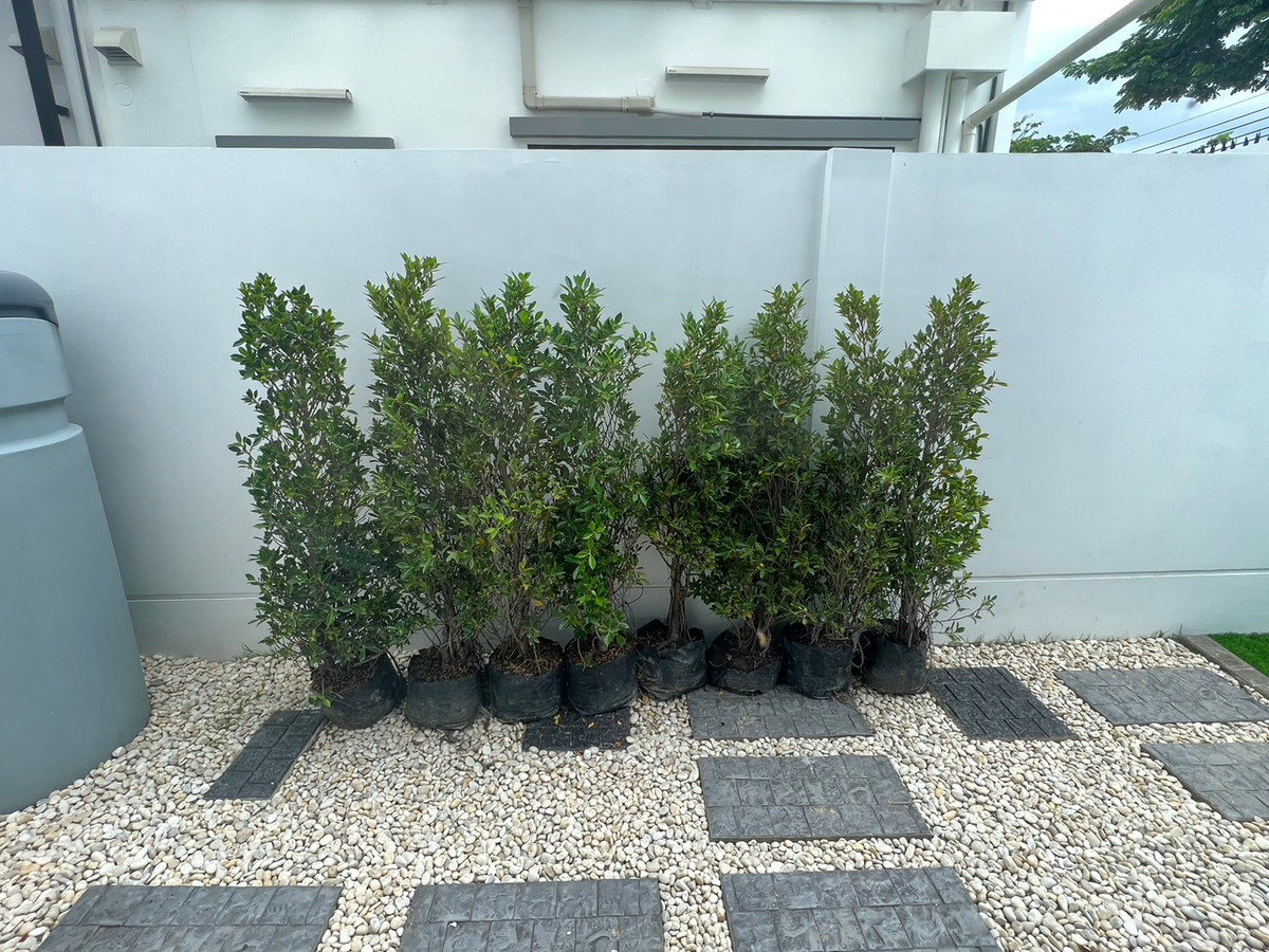 ขายทาวน์โฮมบางนา แบริ่ง ลาซาล : ทาวน์โฮมวินเทจหลังมุมสไตล์ยุโรป อินดี้ 5 บางนา กม.7 ตกแต่งพร้อมเข้าอยู่ 