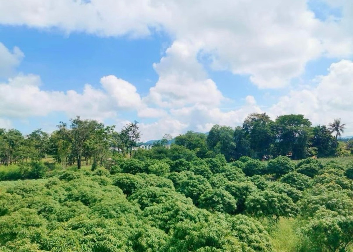 ขายที่ดินปากช่อง เขาใหญ่ : ขายที่ดินวิวเขา ต.โป่งตาลอง เขาใหญ่ ปากช่อง นครราชสีมาเริ่มต้น 13,000บาท/ตารางวา