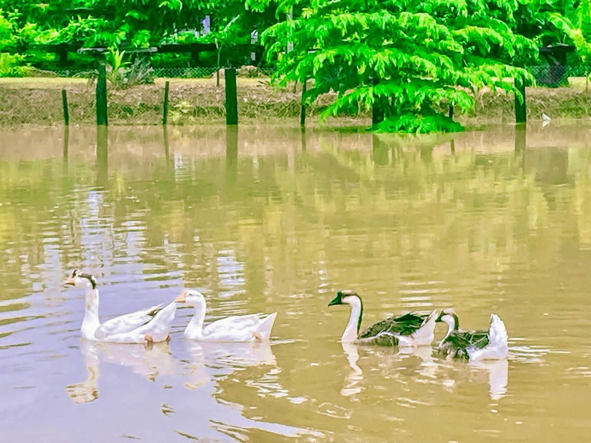For SaleHousePhrae : Old teak houses for sale, large and small. Complete with train carriages On land in a prime location, Phrae Province, over 8 rai, next to the road along the irrigation canal, mountain view, cool and shady atmosphere mixed with the scent of nature in every