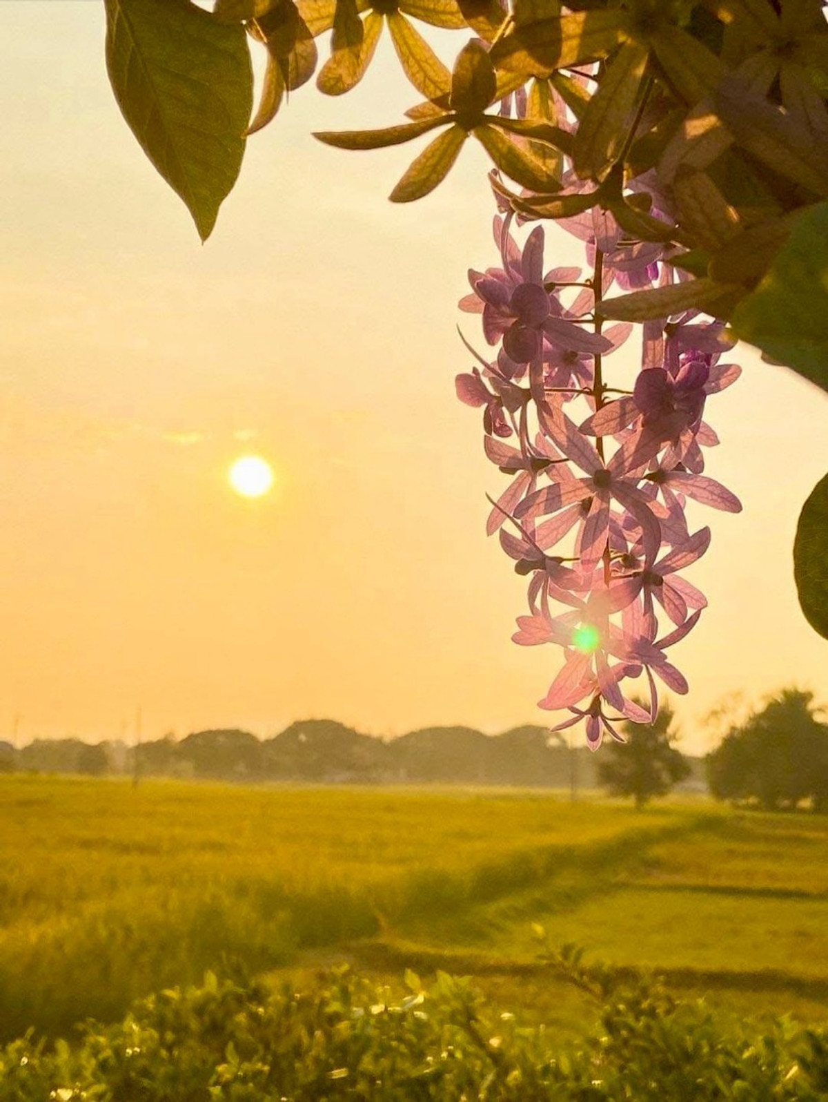For SaleHousePhrae : Old teak houses for sale, large and small. Complete with train carriages On land in a prime location, Phrae Province, over 8 rai, next to the road along the irrigation canal, mountain view, cool and shady atmosphere mixed with the scent of nature in every